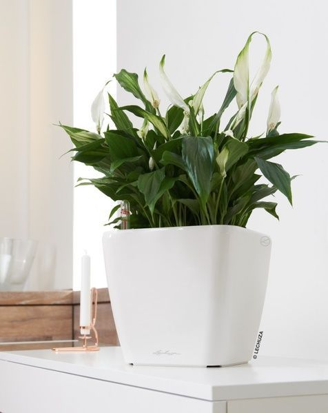 Ghiveci inteligent Lechuza Quadro Premium LS 28 pătrat 9 l 28 x 26 cm, culoare antracit 16143 foto