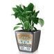Ghiveci inteligent Lechuza Quadro Premium LS 28 pătrat 9 l 28 x 26 cm, culoare antracit 16143 foto 5