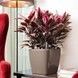 Ghiveci inteligent Lechuza Quadro Premium LS 28 pătrat 9 l 28 x 26 cm, culoare antracit 16143 foto 2