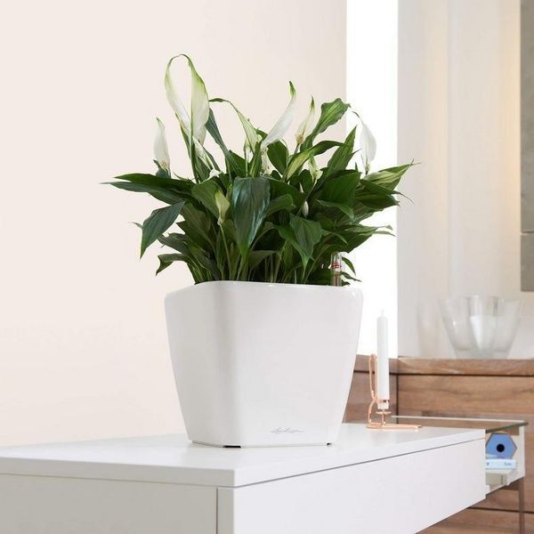 Ghiveci inteligent Lechuza Quadro Premium LS 28 pătrat 9 l 28 x 26 cm, Culoare Alb 16140 foto
