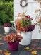 Ghiveci inteligent Lechuza Classico Color 35 rotund 17 l 35 x 33 cm, Culoare Alb 13210 foto 6