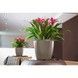 Ghiveci inteligent Lechuza Classico Premium LS 35 rotund 13 l 36 x 33 cm, Culoare Negru 16069 foto 2