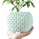 Ghiveci de flori 3d Sferra rotund 16 x 14 cm, Culoare Alb 3dv0380 foto 1