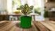 Ghiveci de flori 3d, Geonix , rotund 11 x 10 cm, Culoare Verde 3dv0717 foto 4