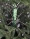 Brad artificial premium ALASKA, ace 3D, PE, 210 cm, cu suport metalic, Verde TSV1270 foto 4