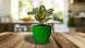 Ghiveci de flori 3d, Dunora , rotund 13 x 12 cm, Culoare Verde 3dv0670 foto 4