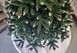 Brad artificial Christmas TSV TOP Grand Danemark, 2D, 180cm SRS1575 foto 9