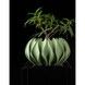 Ghiveci de flori 3d Roundflower Premium rotund 15 x 9 cm, Culoare Verde 3dv0187 foto 1