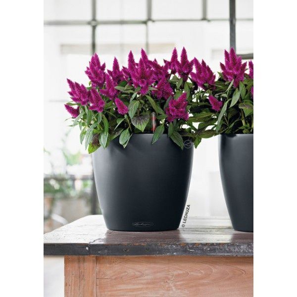 Ghiveci inteligent Lechuza Classico Color 21 rotund 5 l 22 x 21 cm, Culoare Alb 13170 foto