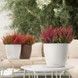 Ghiveci inteligent Lechuza Classico Color 21 rotund 5 l 22 x 21 cm, Culoare Alb 13170 foto 1