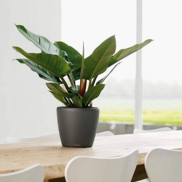 Ghiveci inteligent Lechuza Classico Premium LS 21 rotund 3 l 22 x 20 cm, Culoare Alb 16020 foto