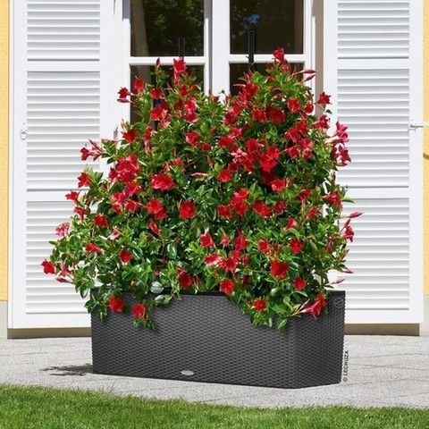 Ghiveci inteligent Lechuza Balconera 30 TRIO Cabană dreptunghiulară 14 x 3 l 32 x 100 x 35 cm, Culoare Maro deschis 15006 foto