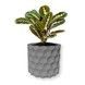 Ghiveci de flori 3d, Geonix , rotund 11 x 10 cm, Culoare Gri 3dv0703 foto 1